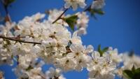 třešně cherry-blossoms-1149034 1280